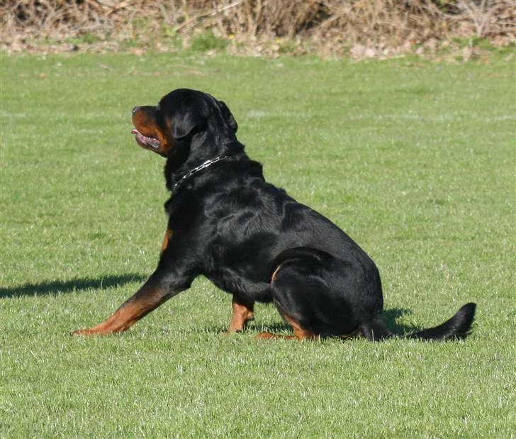 Rottweiler Jondia's benjo billede 7