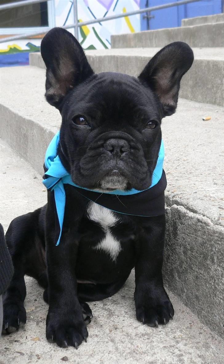 Fransk bulldog Midland Moor Armani Code  billede 19