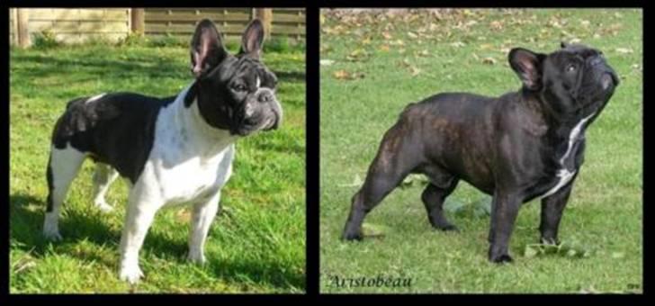 Fransk bulldog Midland Moor Armani Code  - Min smukke mor og far...Carla og Jarl billede 20