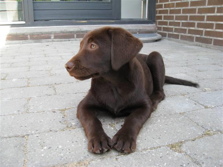 Labrador retriever BOUNTY billede 17