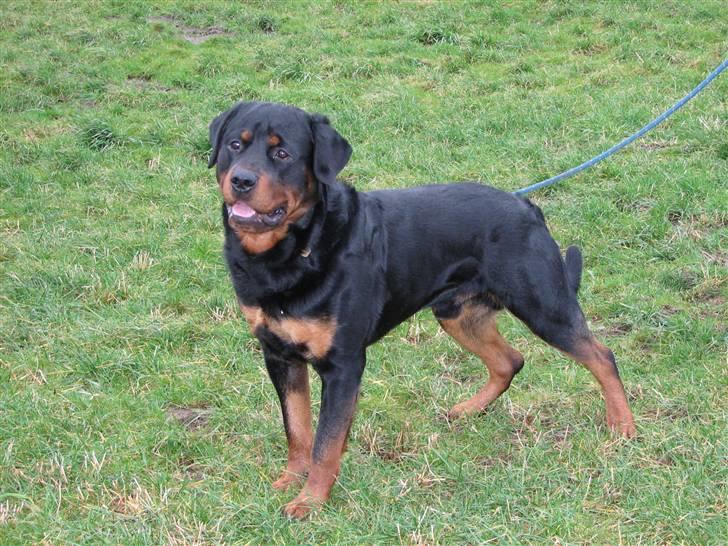 Rottweiler Jondia's benjo billede 8