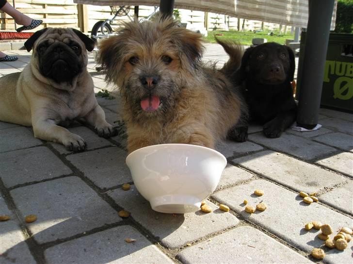 Labrador retriever BOUNTY billede 18