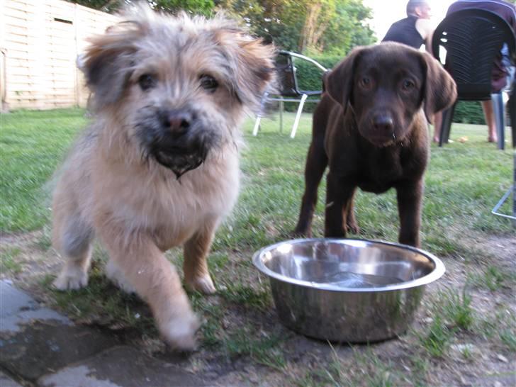 Labrador retriever BOUNTY billede 19