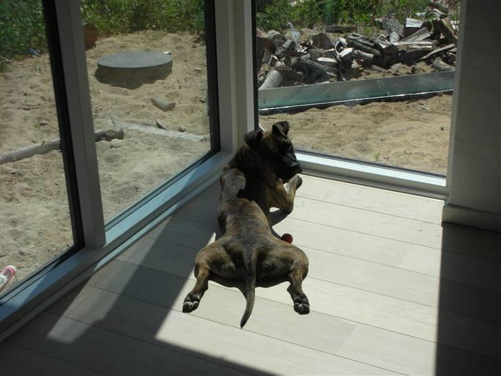 Amerikansk staffordshire terrier Molly billede 11