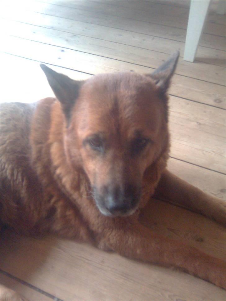 Ca de bestiar buhda billede 1