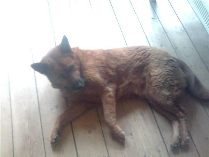 Ca de bestiar buhda billede 2