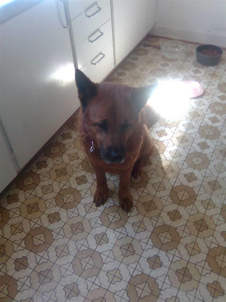 Ca de bestiar buhda billede 4