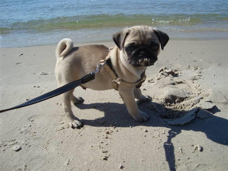 Mops Cosmo billede 23