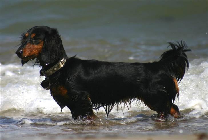 Dværggravhund Munthe billede 13