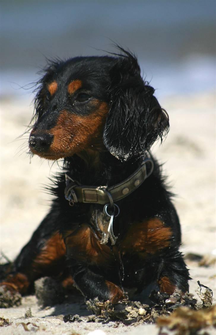 Dværggravhund Munthe billede 9