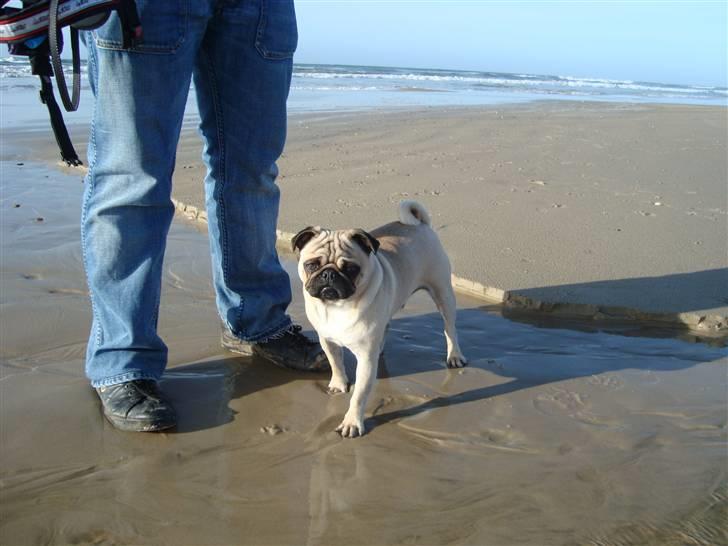 Mops Cosmo - På stranden :) billede 18