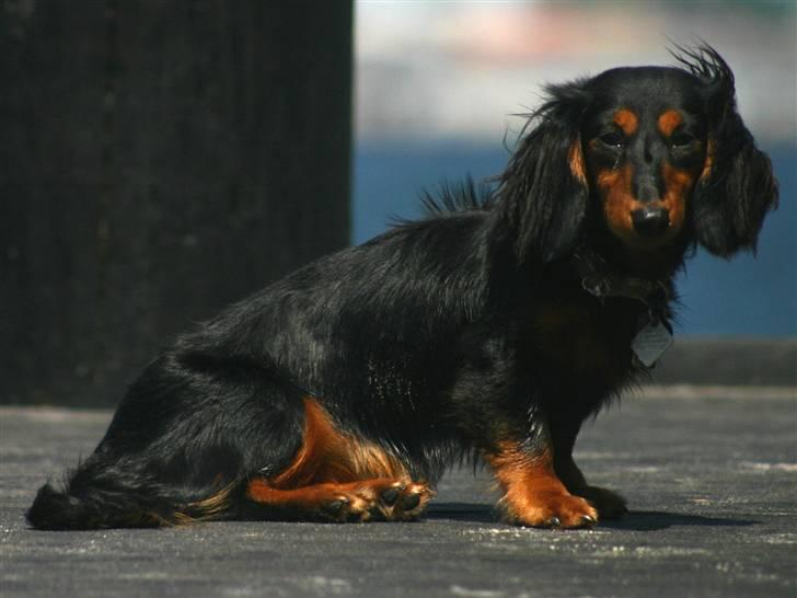 Dværggravhund Munthe billede 10