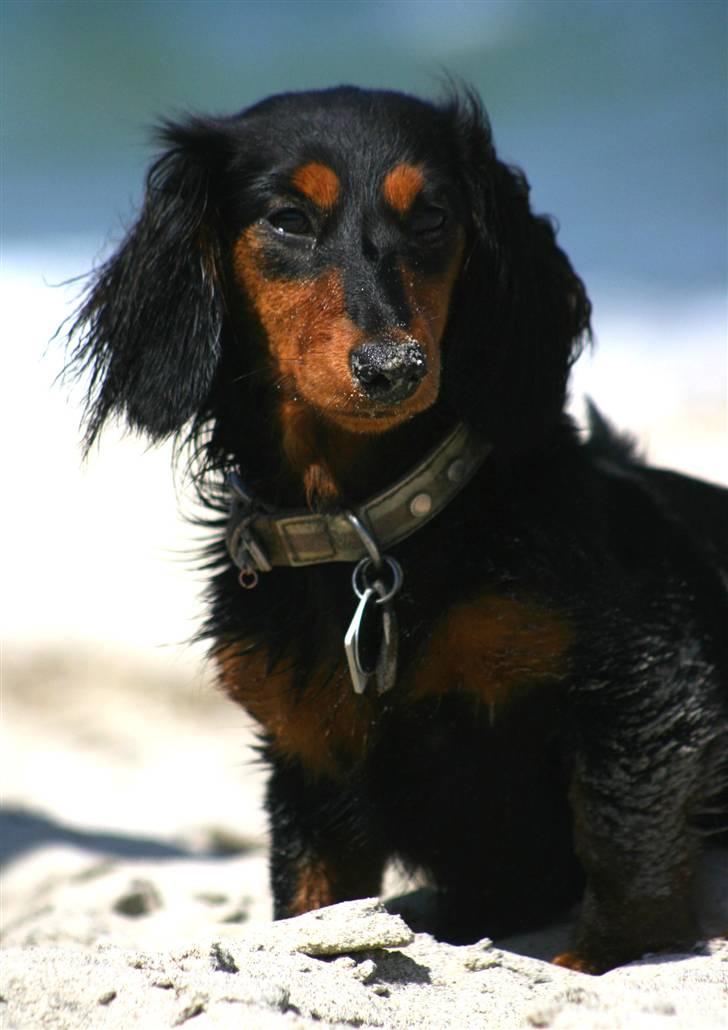 Dværggravhund Munthe billede 11