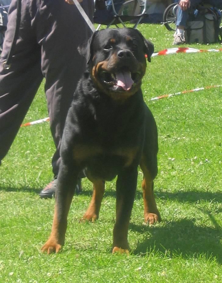 Rottweiler Nellemann's Exacum  billede 10