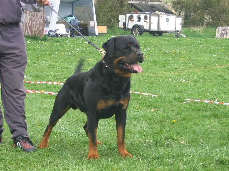 Rottweiler Nellemann's Exacum  billede 11