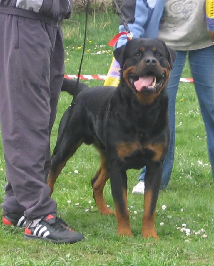 Rottweiler Nellemann's Exacum  billede 12