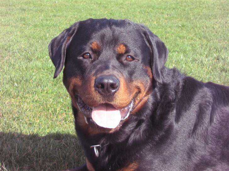 Rottweiler Jondia's benjo - 17 mdr billede 9