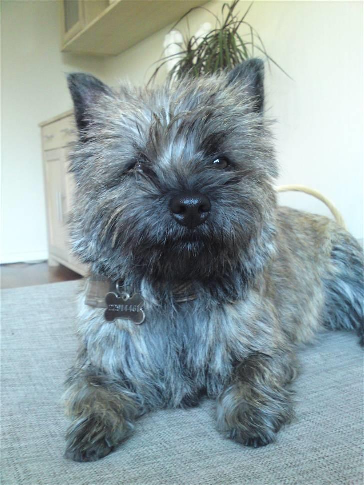 Cairn terrier Liva billede 1