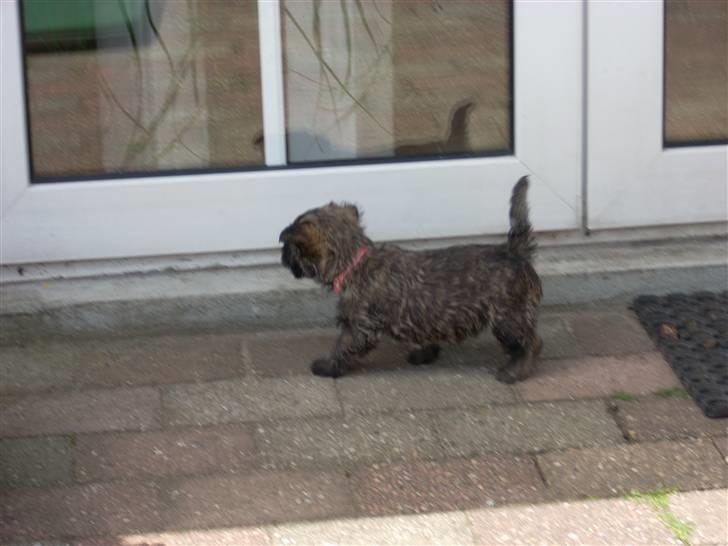 Cairn terrier Liva billede 2