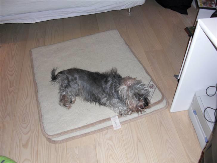 Gravhund Petruska*DØD* billede 7