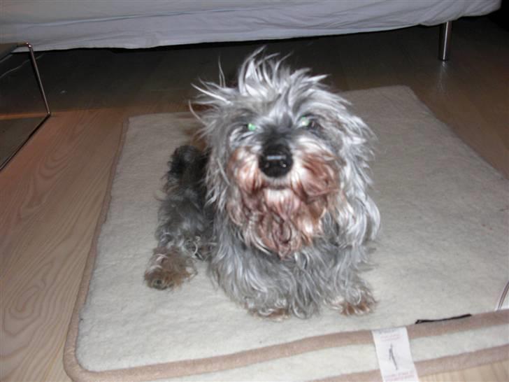 Gravhund Petruska*DØD* - Er hun ikke bare fin? billede 8