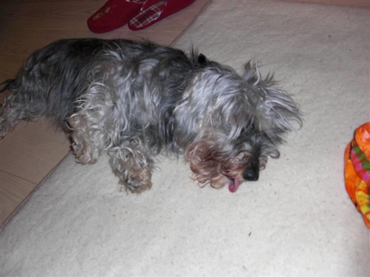 Gravhund Petruska*DØD* - Min dejlige hund..Savner dig så meget!! billede 9