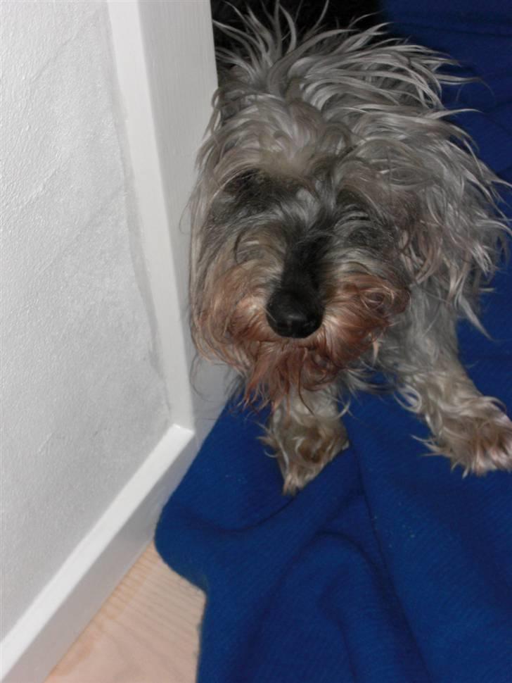 Gravhund Petruska*DØD* - Årh!Hvorfor vækker du mig altid med de billeder? billede 10