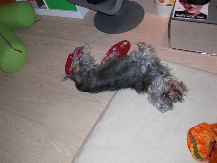 Gravhund Petruska*DØD* - Vi tager lige vores sædvanlige rulletur:´) billede 11