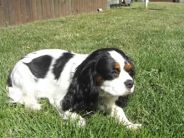Cavalier king charles spaniel Freja ( RIP) - Freja nyder solen Juni 2008 billede 13
