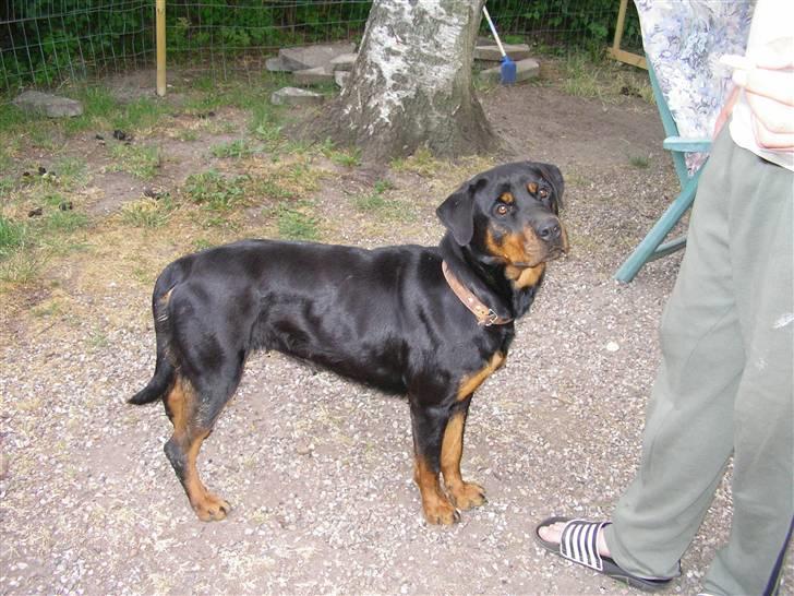 Rottweiler Elmedige's "Jubi" -*RIP* - NYT billede 1