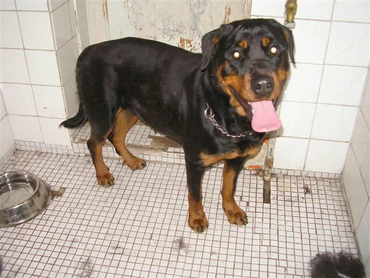 Rottweiler Elmedige's "Jubi" -*RIP* billede 3