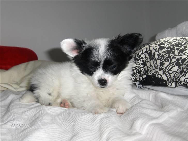 Papillon Buffy - Buffy bliver vidst lidt træt af alt spotlightet ;D billede 8