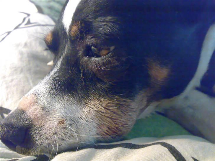 Dansk svensk gaardhund snoopy - rotte kamp billede 15