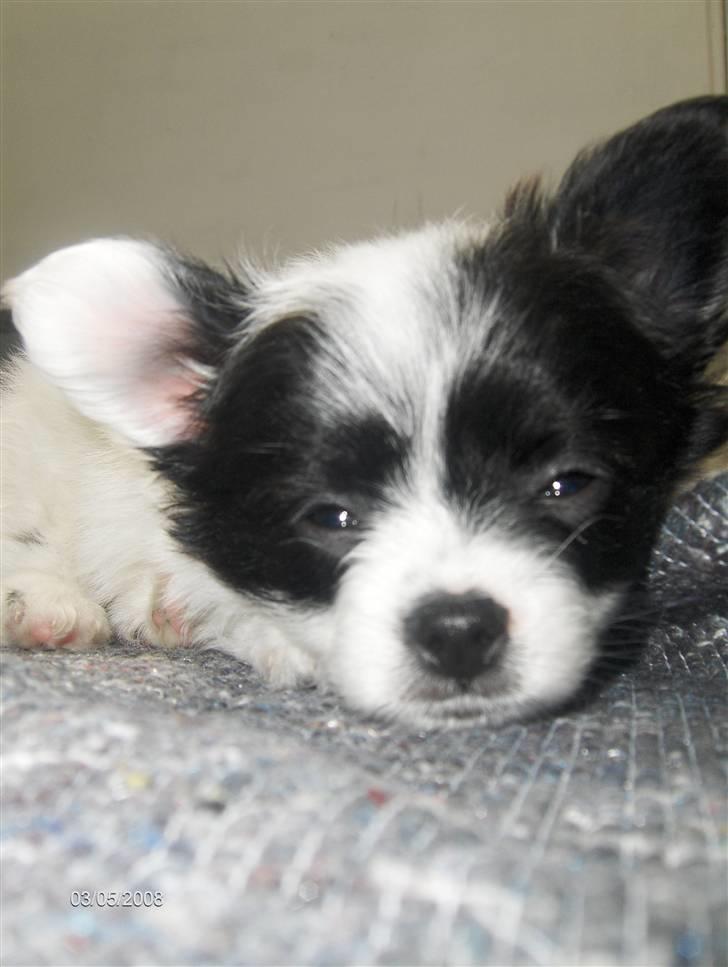 Papillon Buffy - "Stop nu med at tage billeder, jeg vil sove!" billede 9