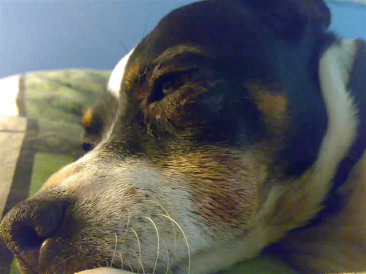 Dansk svensk gaardhund snoopy - rotte kamp billede 16