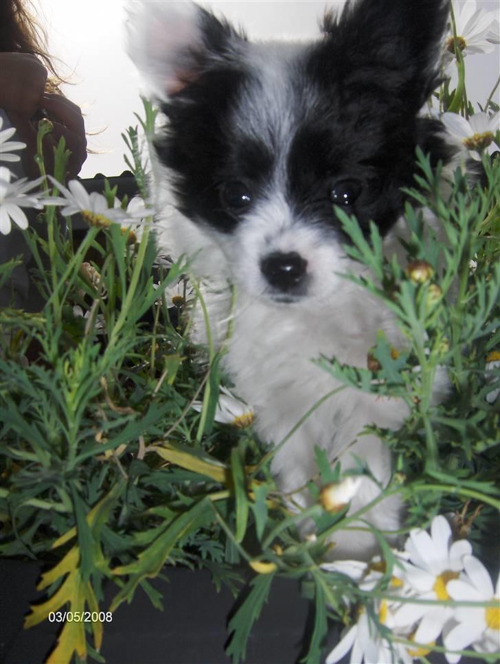 Papillon Buffy - Nærbillede af Buffy.. billede 10