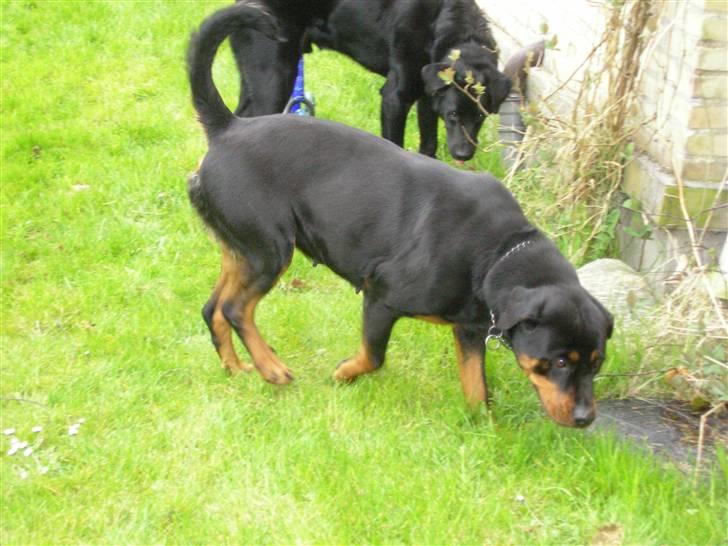 Rottweiler Elmedige's "Jubi" -*RIP* billede 5