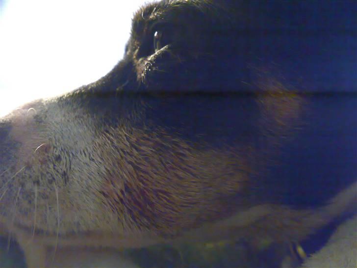 Dansk svensk gaardhund snoopy - rotte kamp billede 17