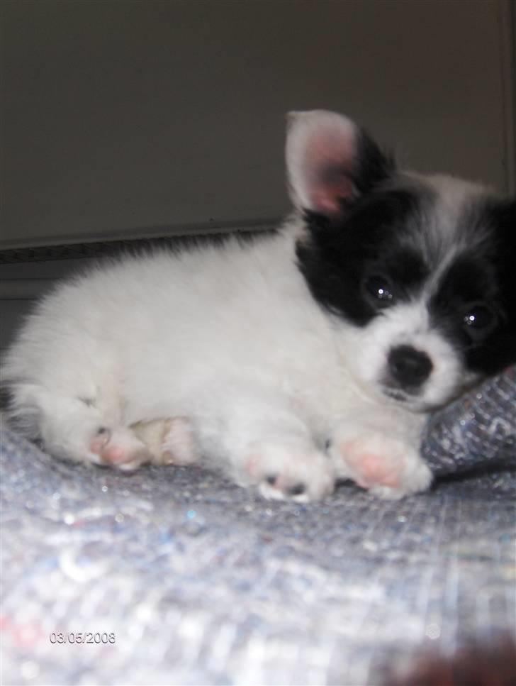 Papillon Buffy - Sikke en lille baby! billede 11