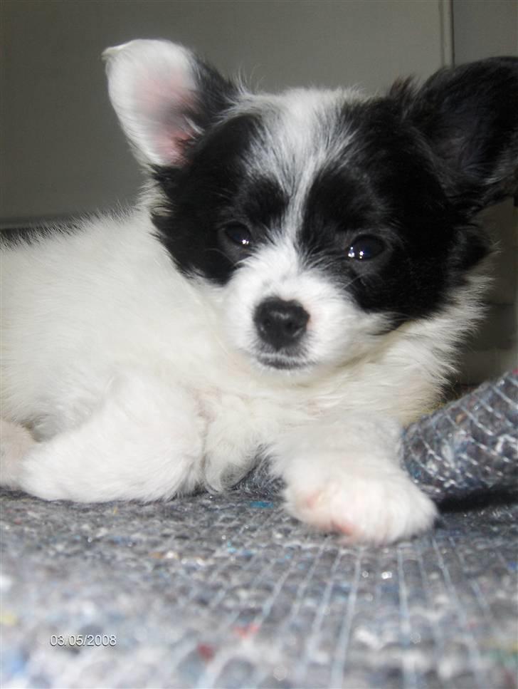 Papillon Buffy - "Hej!" billede 12