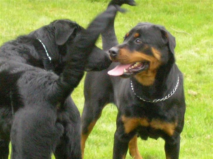 Rottweiler Elmedige's "Jubi" -*RIP* billede 7