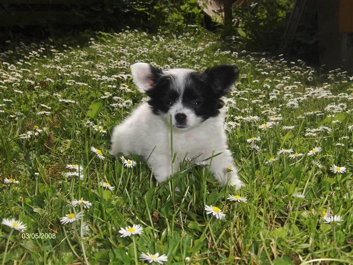 Papillon Buffy - Buffy ude i de mange blomster :D billede 13