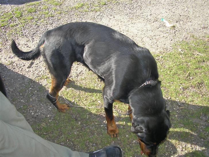 Rottweiler Elmedige's "Jubi" -*RIP* billede 8