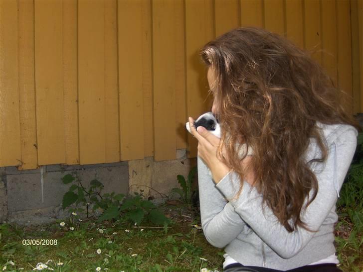 Papillon Buffy - Buffy ved sin mor (Mig Josefine). billede 14