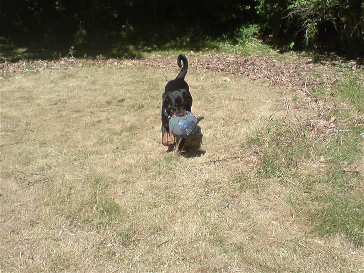 Rottweiler molie af bryrup billede 11