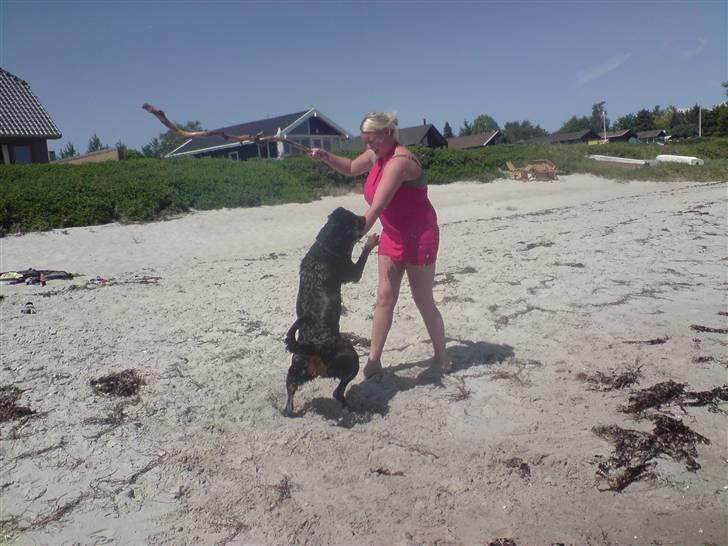 Rottweiler molie af bryrup billede 12