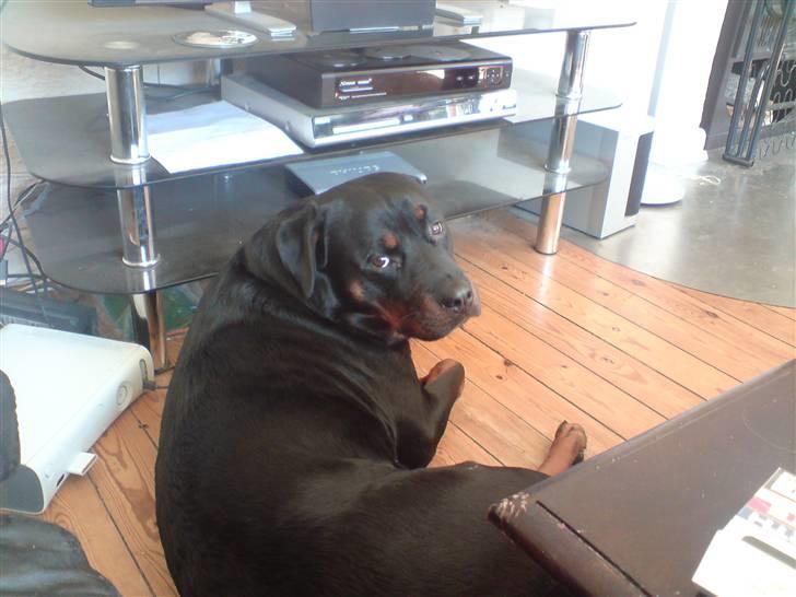 Rottweiler molie af bryrup billede 15