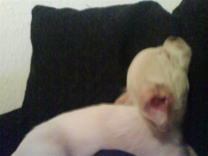 Chihuahua Achilles billede 8