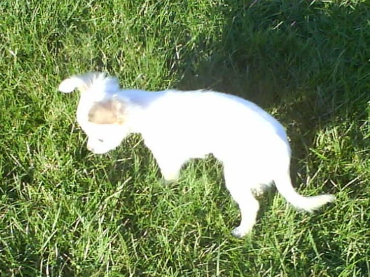 Chihuahua Achilles billede 9