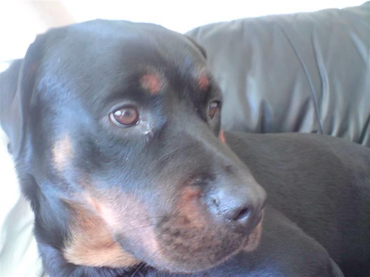 Rottweiler molie af bryrup billede 16